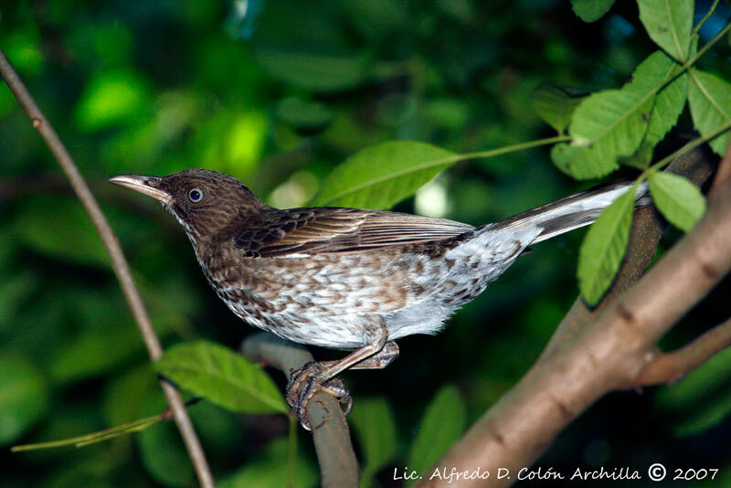 Pearly-eyed Thrasher