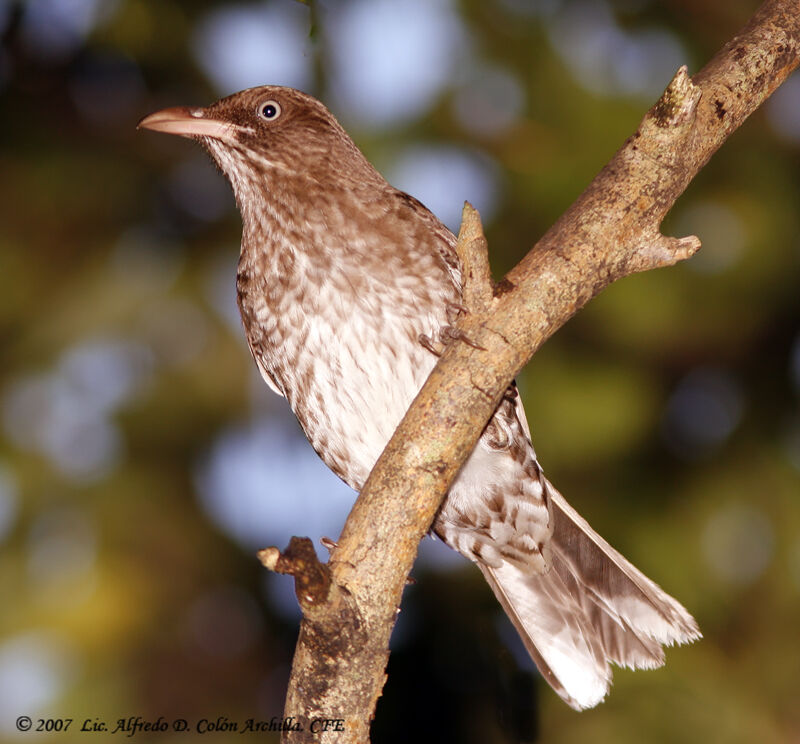 Pearly-eyed Thrasher