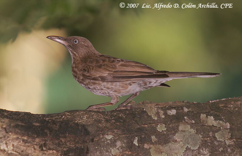 Pearly-eyed Thrasher