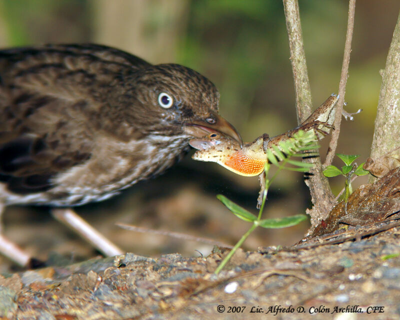 Pearly-eyed Thrasher