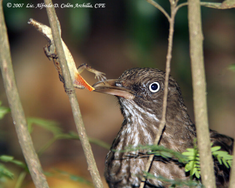 Pearly-eyed Thrasher