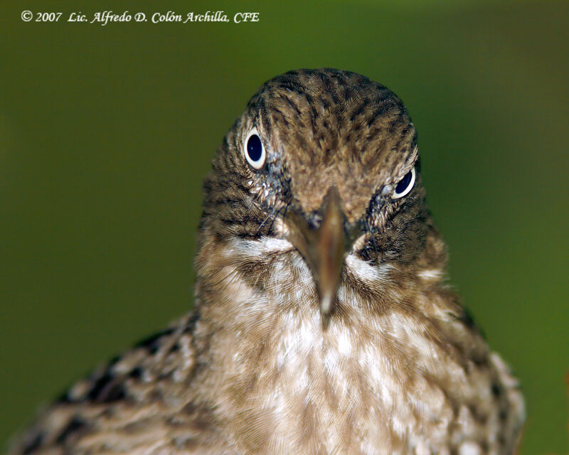 Pearly-eyed Thrasher