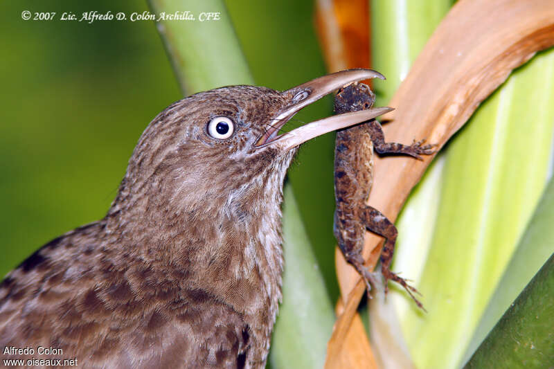 Pearly-eyed Thrasher, feeding habits