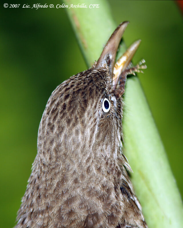 Pearly-eyed Thrasher