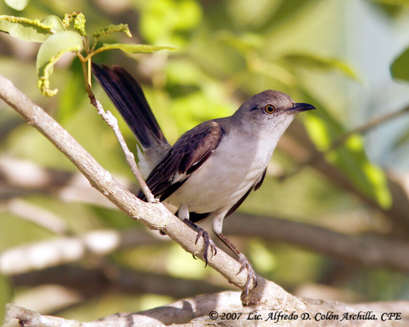 Northern Mockingbirdjuvenile