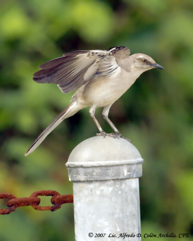 Northern Mockingbird