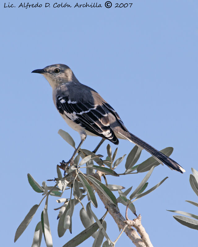 Northern Mockingbird