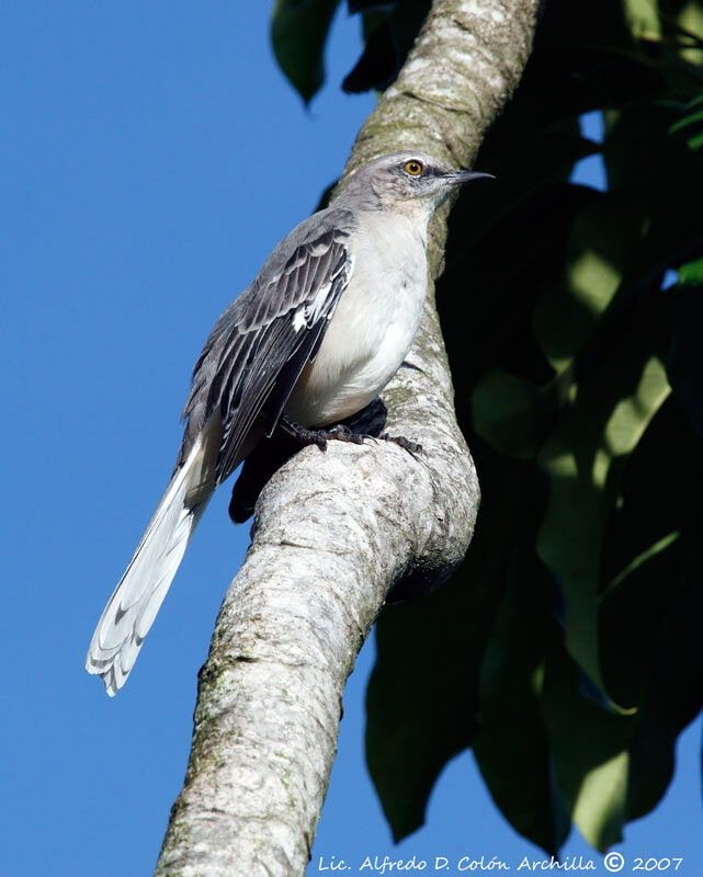 Northern Mockingbird