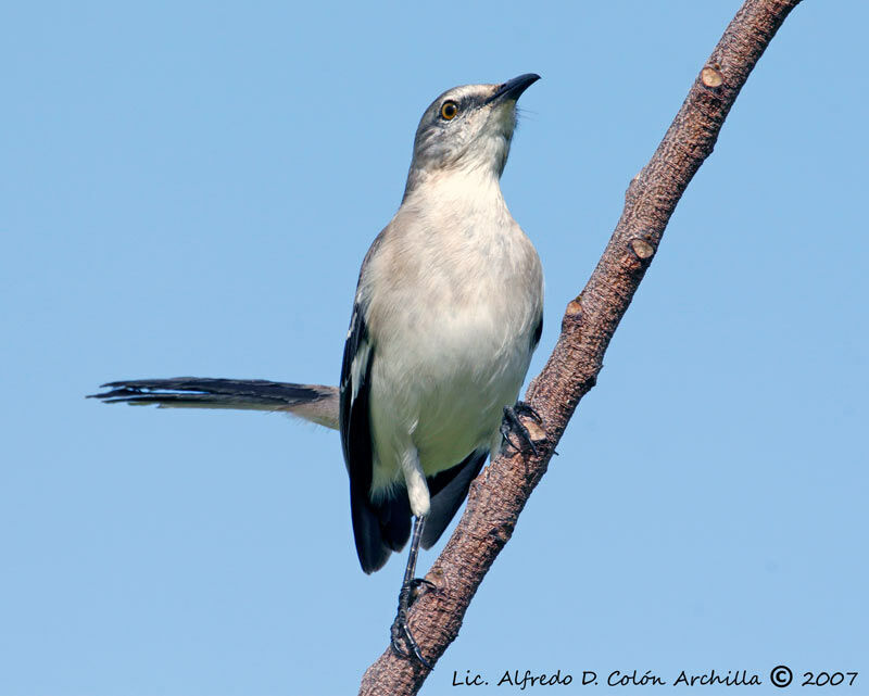 Northern Mockingbird