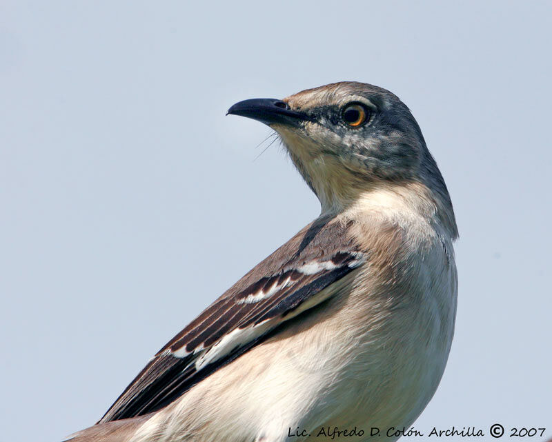 Northern Mockingbird