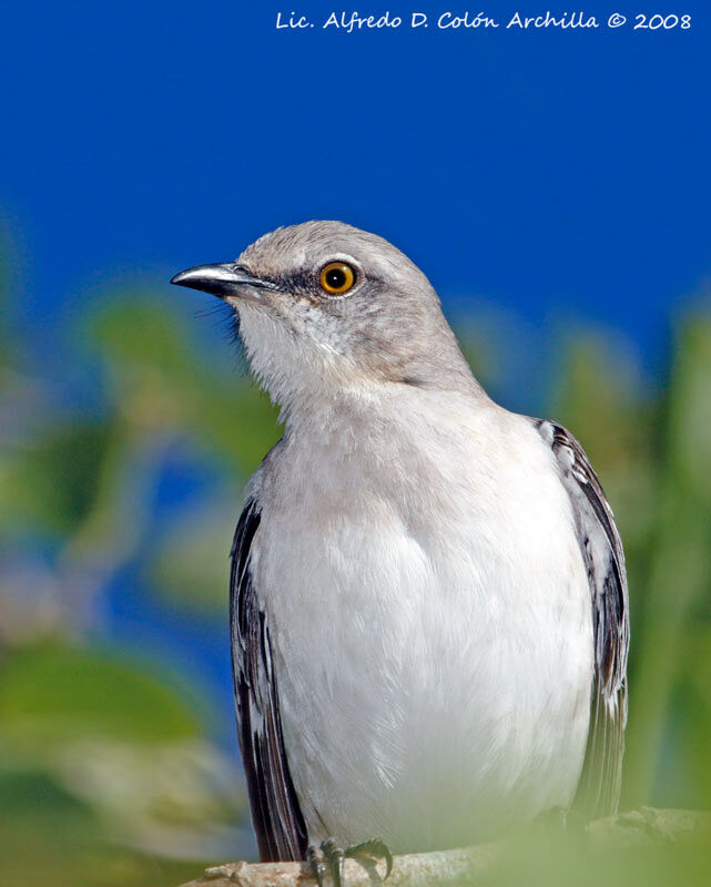 Northern Mockingbird