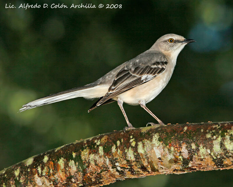 Northern Mockingbird