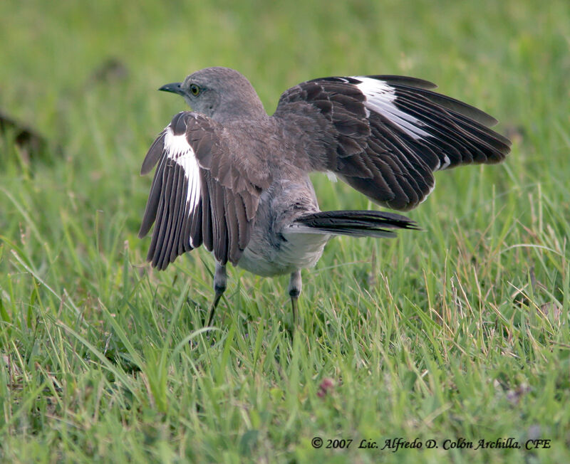 Northern Mockingbirdadult