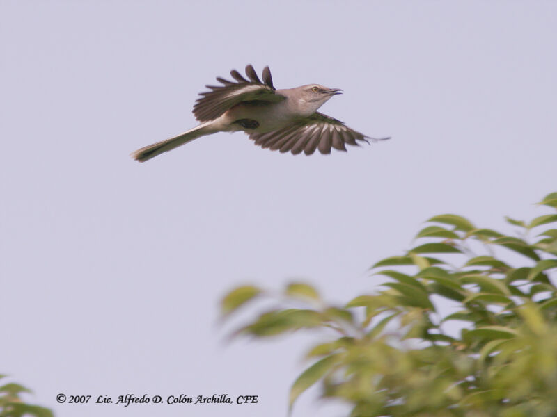 Northern Mockingbird