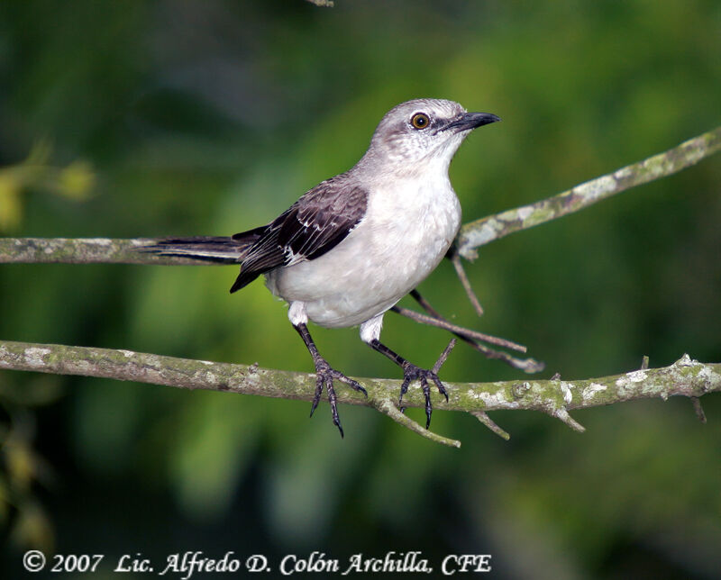 Northern Mockingbird