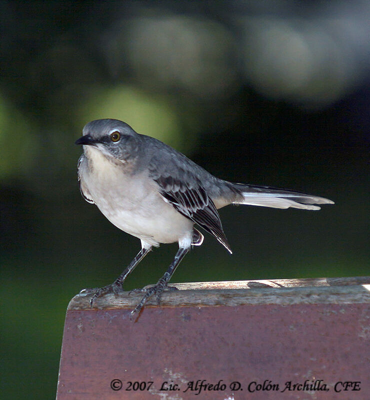 Northern Mockingbird