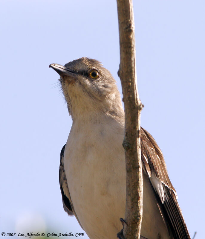 Northern Mockingbird