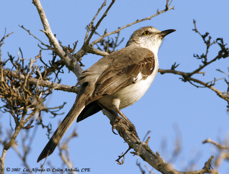 Northern Mockingbird