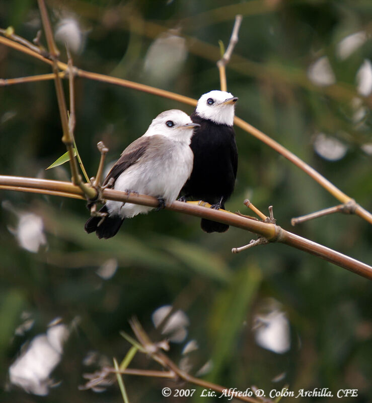 White-headed Marsh Tyrant