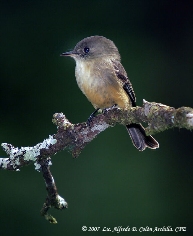 Lesser Antillean Peweeadult