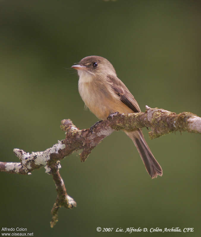 Lesser Antillean Peweeadult, identification