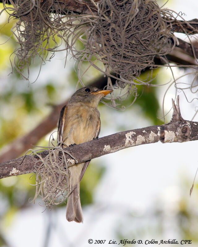 Lesser Antillean Pewee