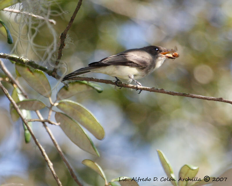 Eastern Phoebe