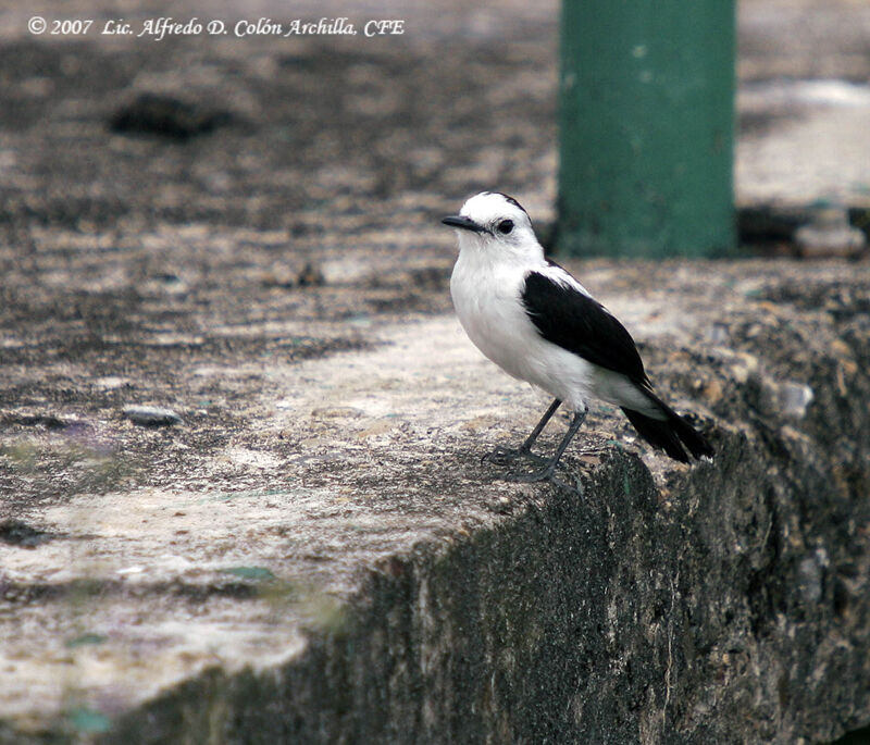 Pied Water Tyrant