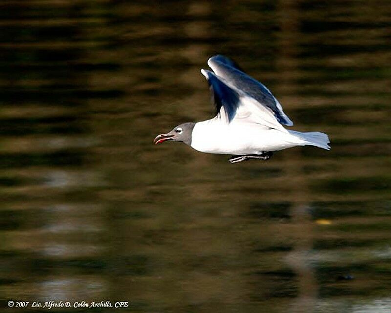 Laughing Gull