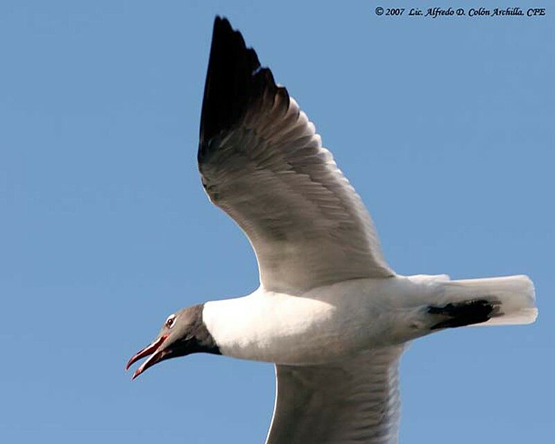 Mouette atricille