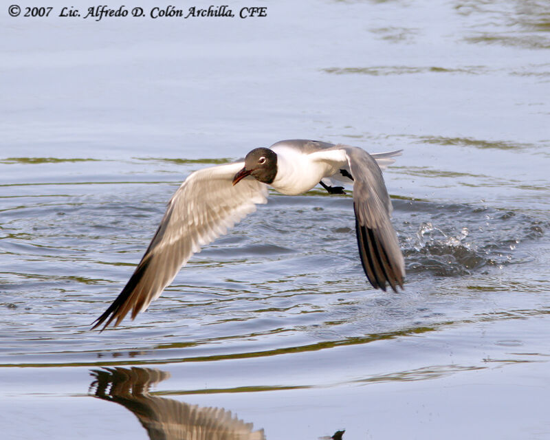 Laughing Gull