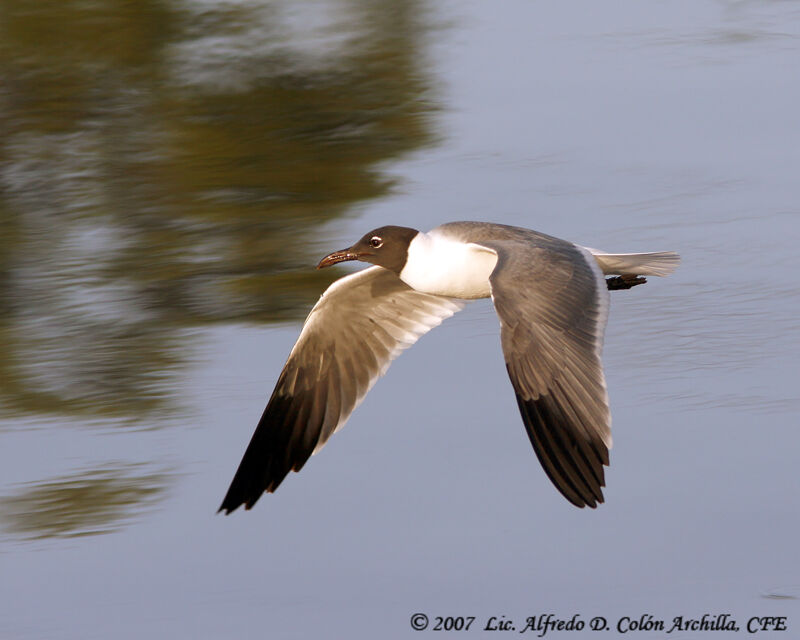 Laughing Gull