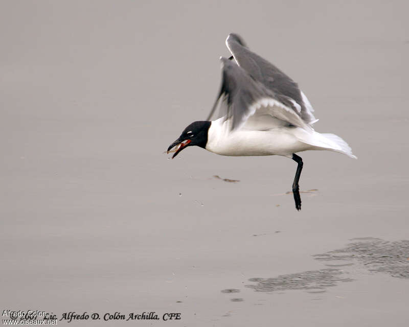 Mouette atricilleadulte, régime