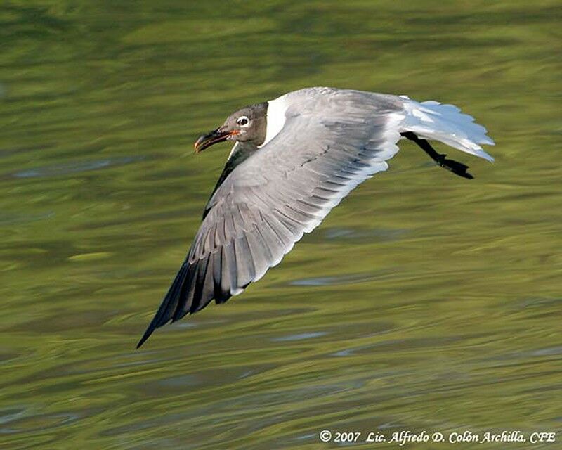 Mouette atricille