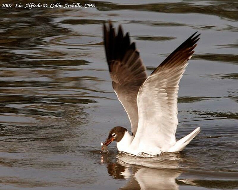 Mouette atricille