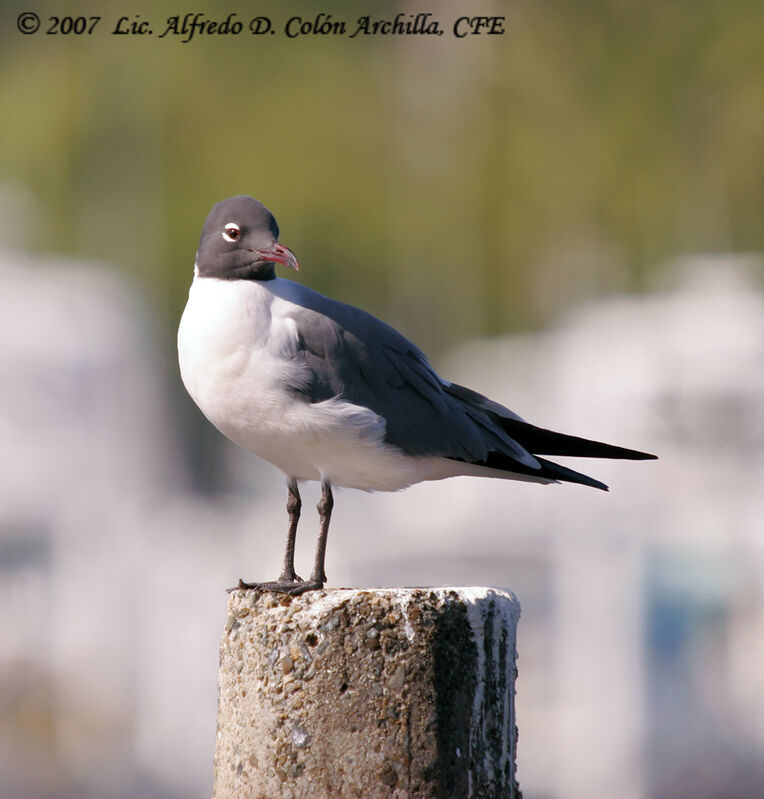 Mouette atricille