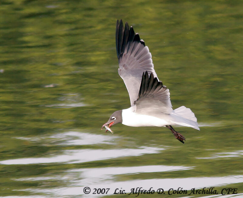 Mouette atricille