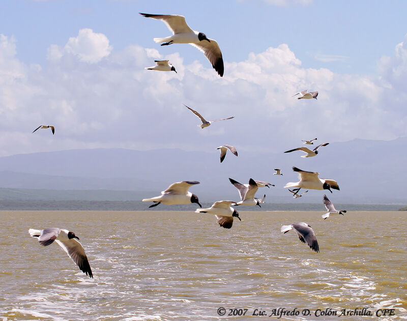 Laughing Gull