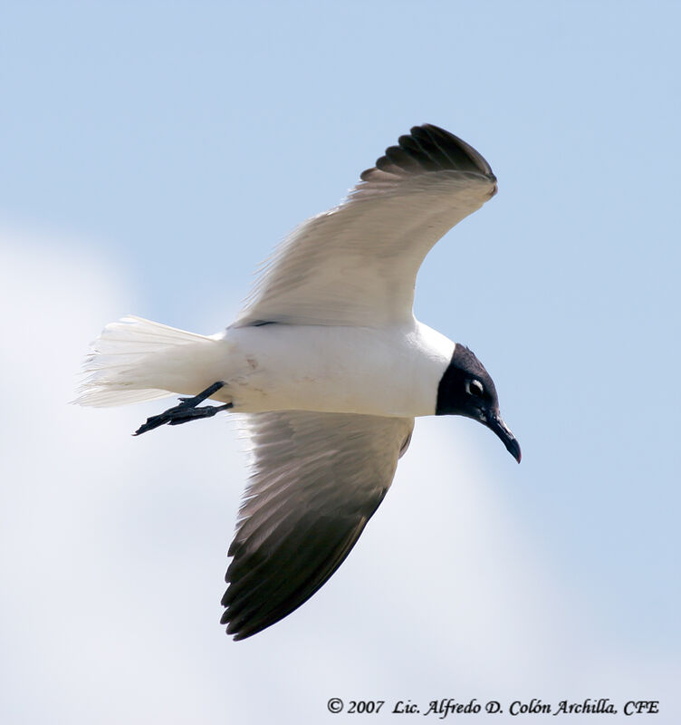 Laughing Gull