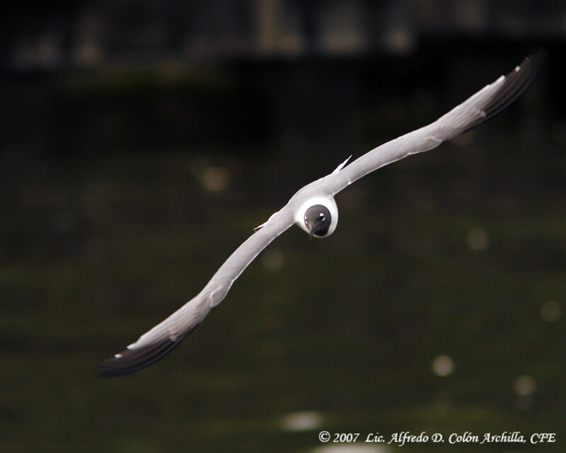 Mouette atricille