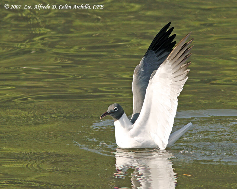 Mouette atricille