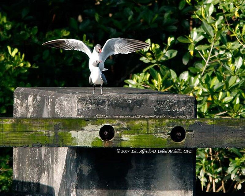 Mouette atricille