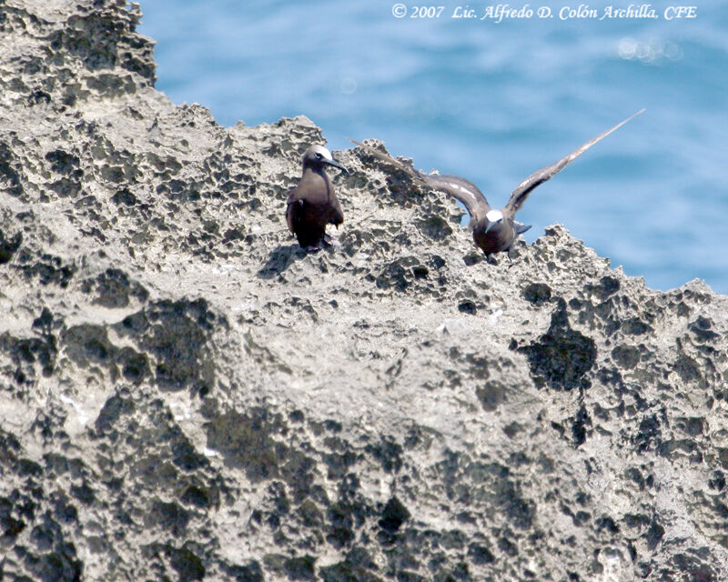 Brown Noddy