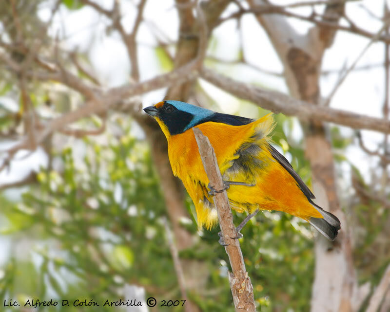 Puerto Rican Euphonia