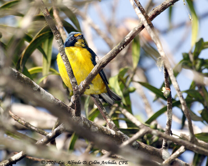 Puerto Rican Euphonia