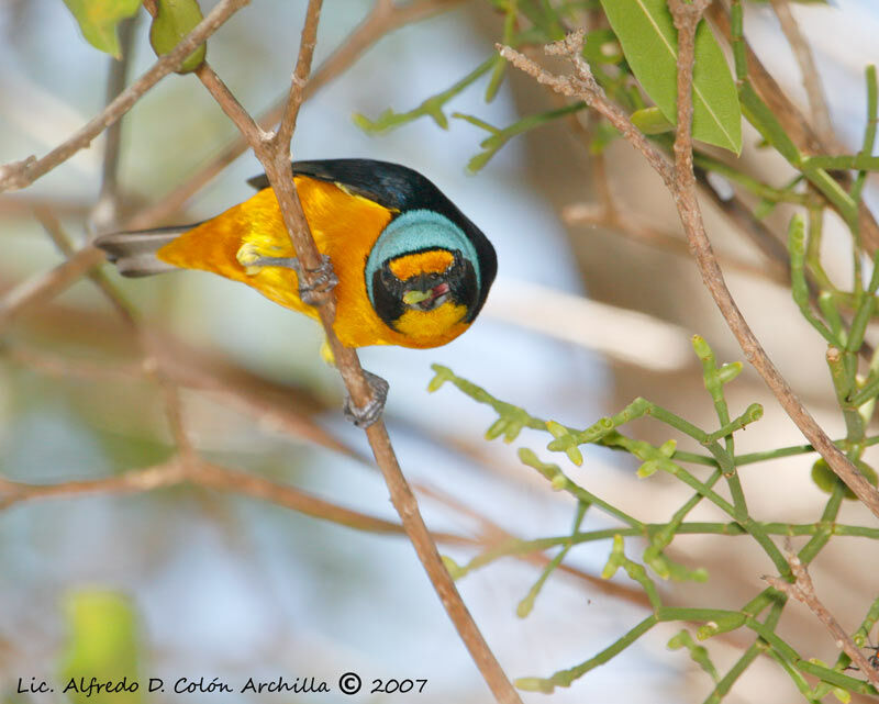 Puerto Rican Euphonia