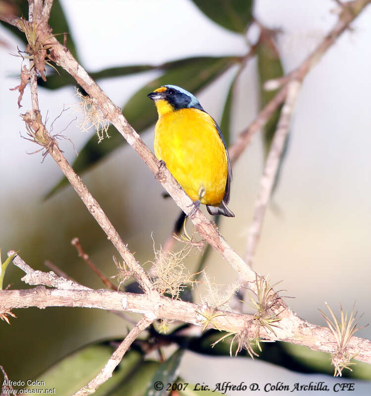 Puerto Rican Euphonia