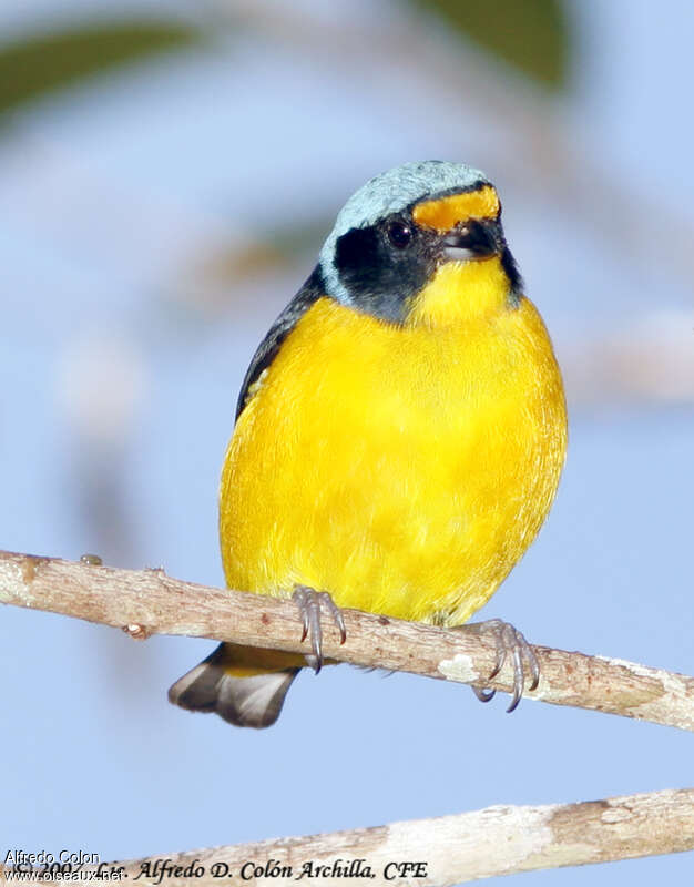 Puerto Rican Euphonia