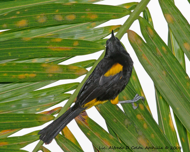 Oriole de Porto Rico