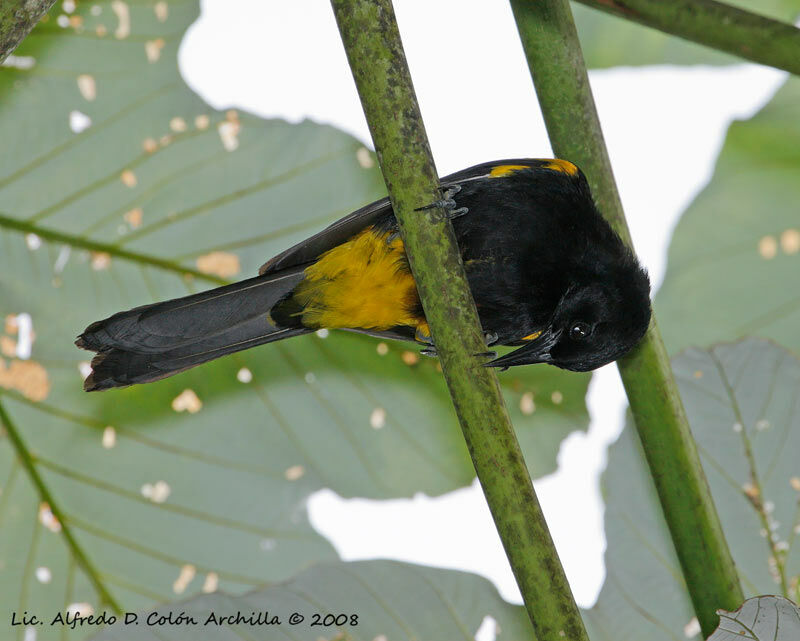 Puerto Rican Oriole